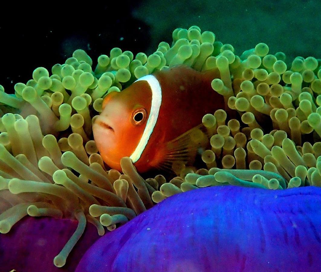 Seadina Coral Home Matara Ngoại thất bức ảnh