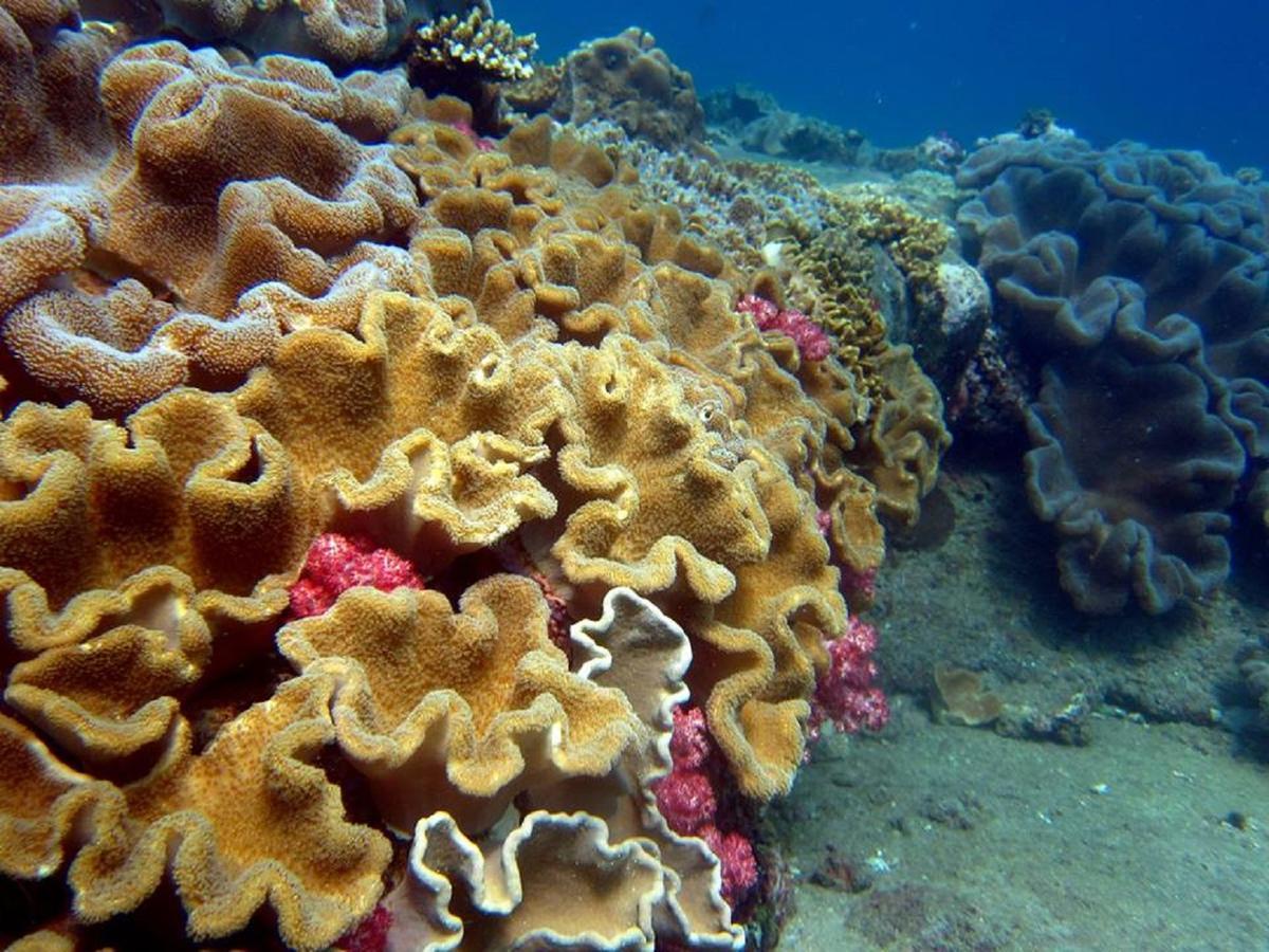 Seadina Coral Home Matara Ngoại thất bức ảnh